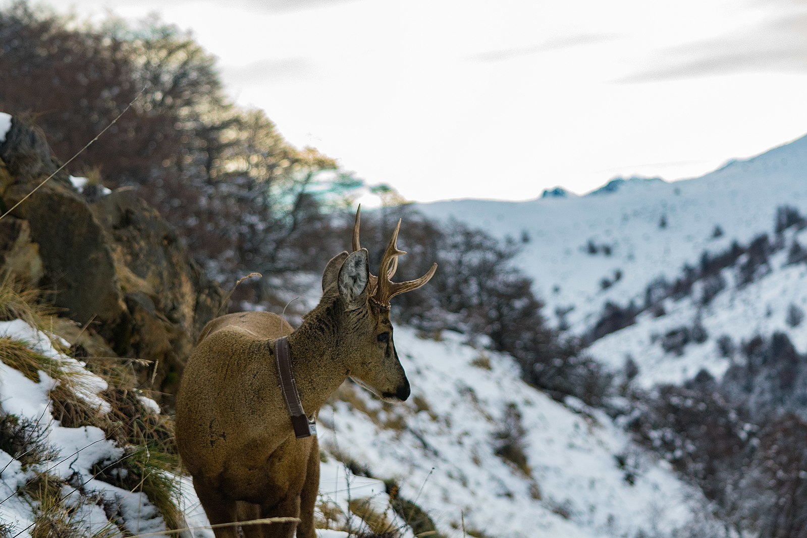 Se realizará primer diálogo sobre la especie Huemul de la Patagonia macrozona argentino-chilena