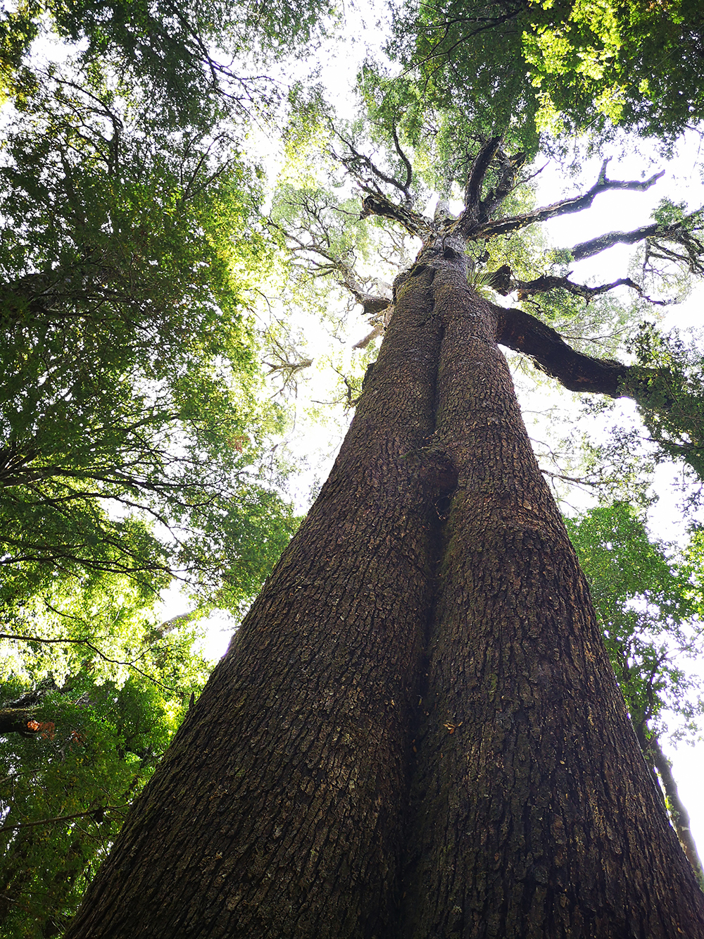 Entendiendo los bosques de Aysén